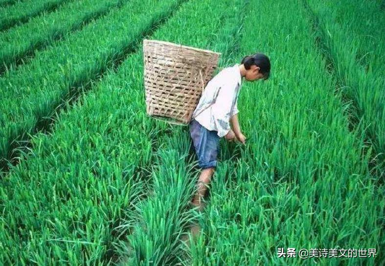 农民为妻子写首诗：《我的老婆很黑》，句句耐人寻味，高手在民间