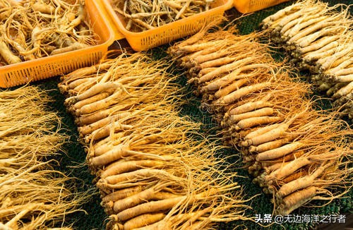 人参未来市场价格趋势,2020人参果市场行情分析