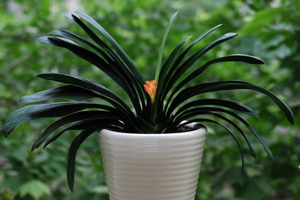 君子兰叶子长歪了怎么处理,君子兰的叶子长歪了如何矫正