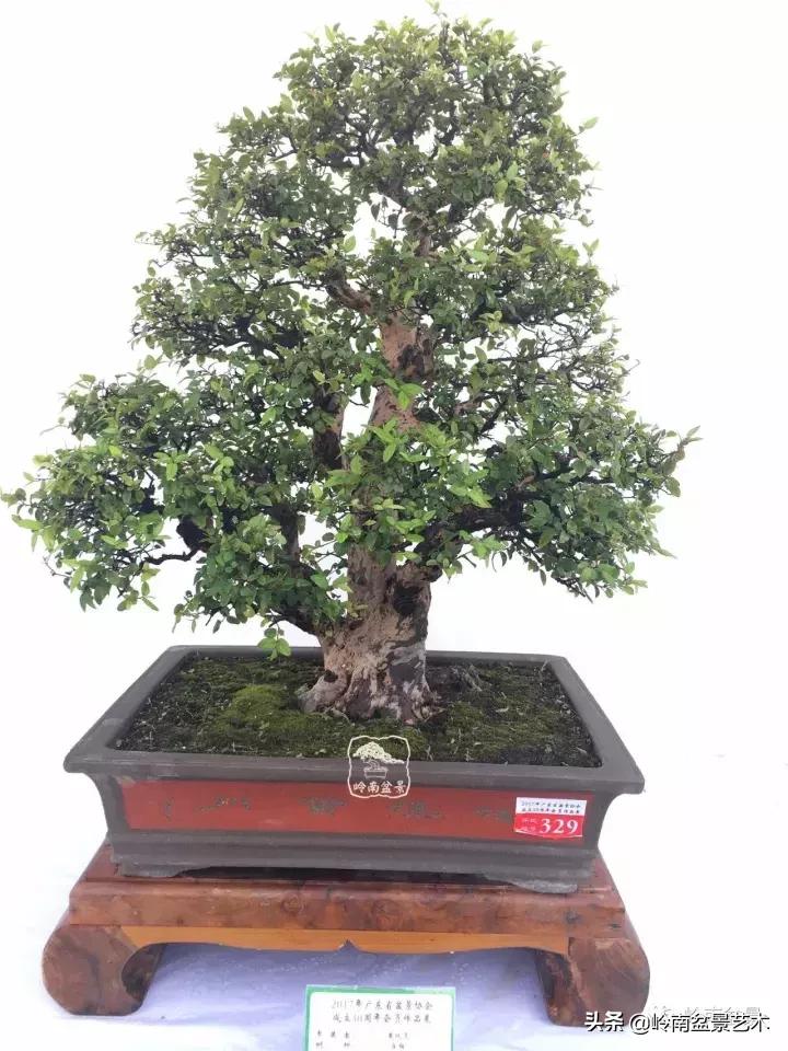 大树型雀梅造型,雀梅盆景怎么养才能爆盆