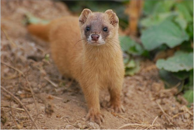 哪些野生动物不能吃对身体有害,几种野生动物有病毒不能吃