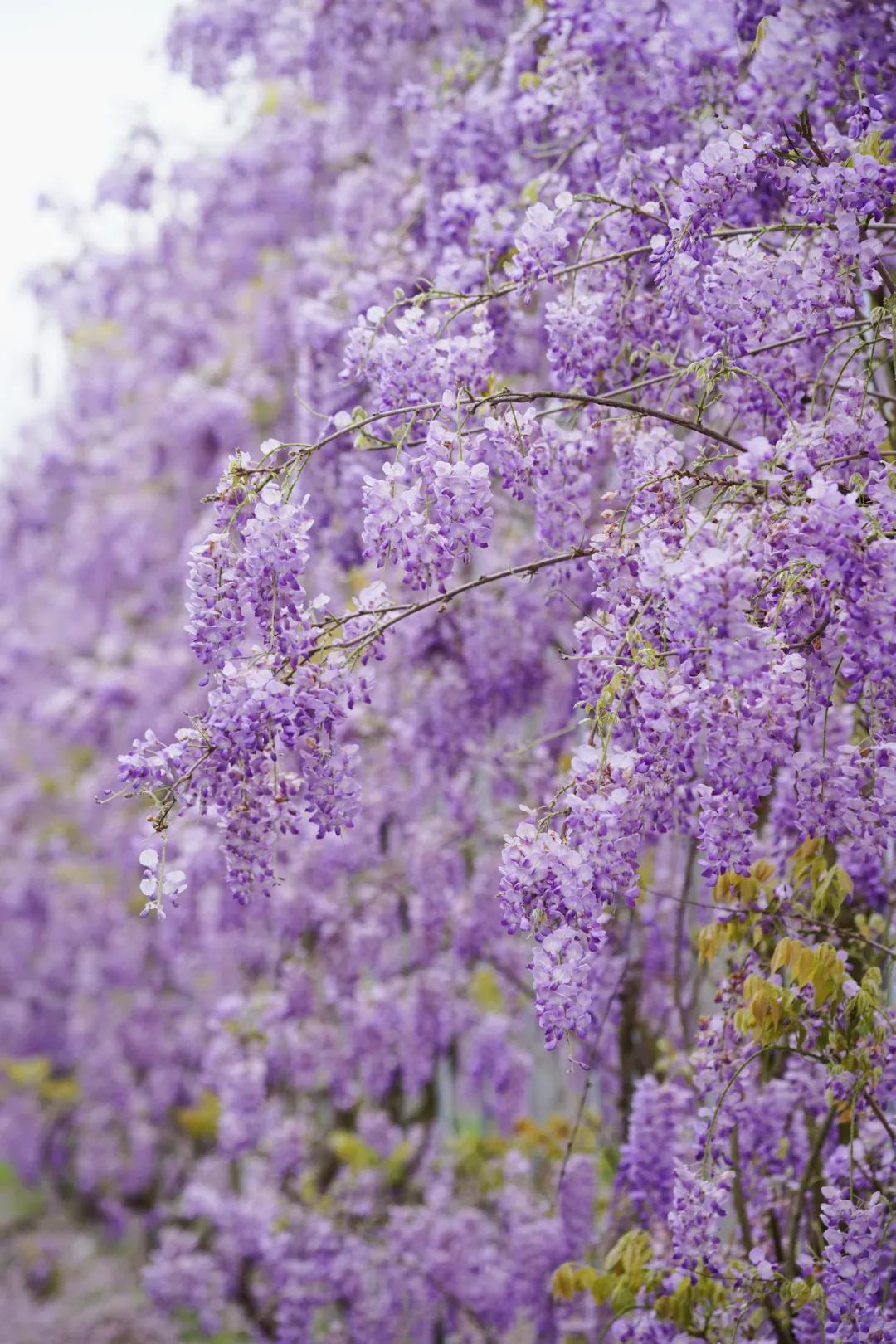 这43个来自世界各地的新品种,快来看看有没有你的菜