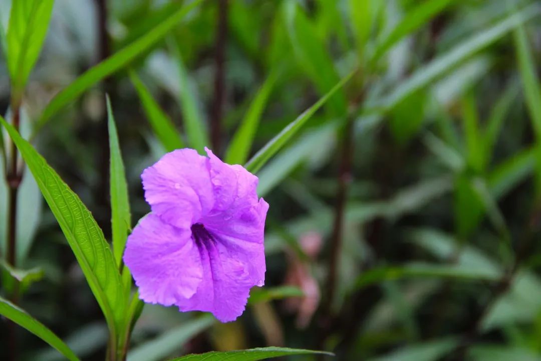 钟山水墨田园山水画廊,钟山水墨画廊要门票吗
