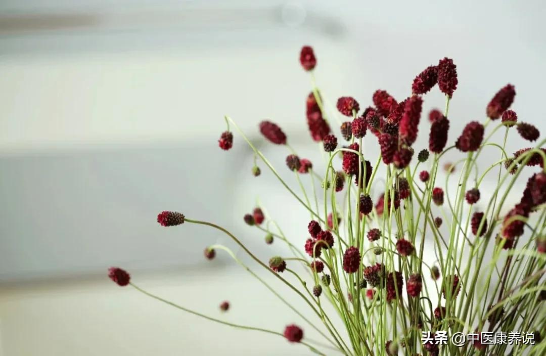 #药食同源篇#第七十七课“止血灵”地榆