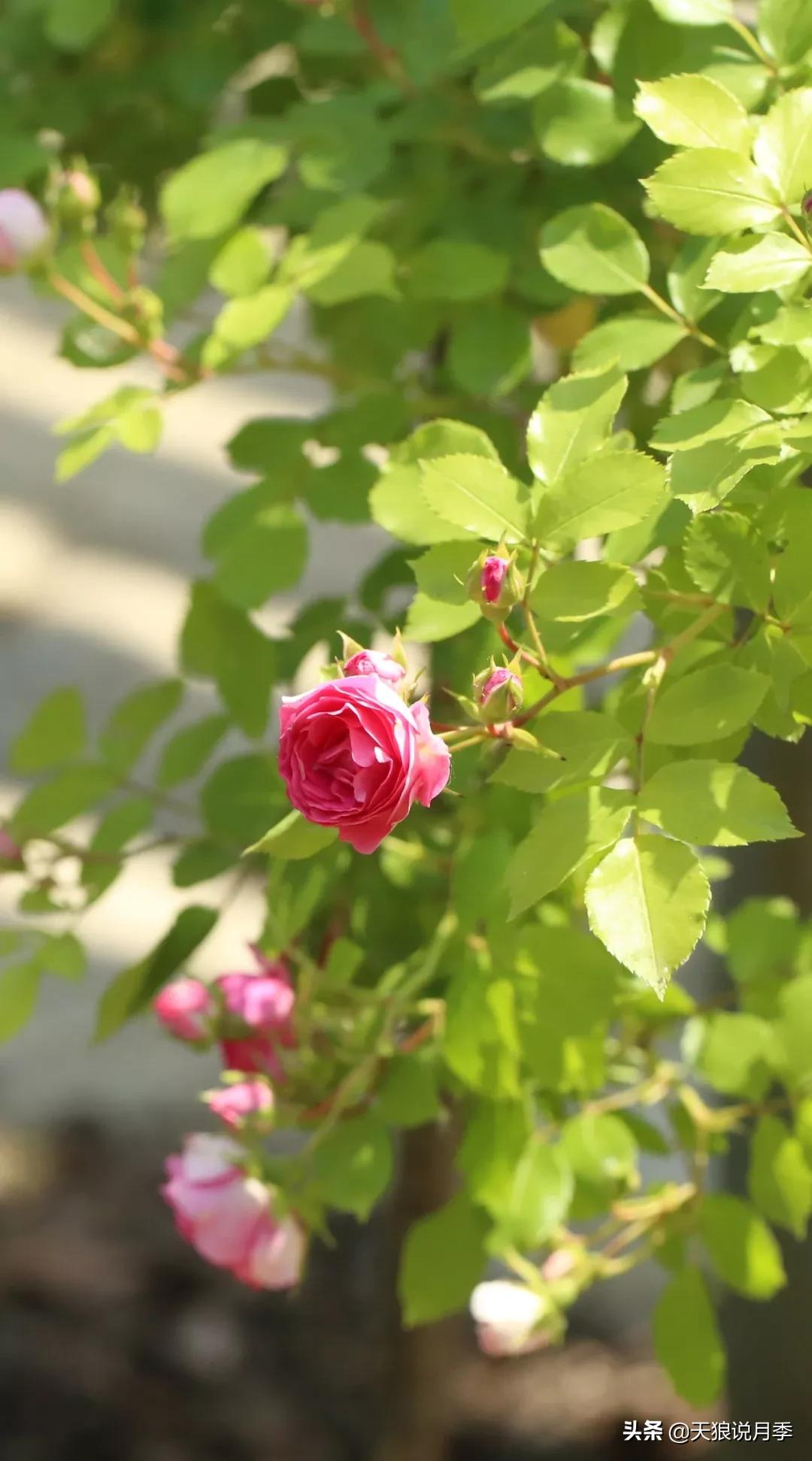 又一个十年,国产自育品种