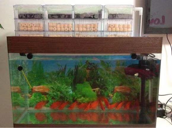 养鱼张哥最新视频,鱼缸怎么养锦鲤鱼最好