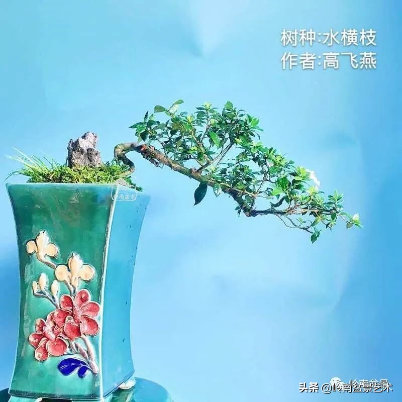 广东的盆景有哪些,适合广东玩的盆景