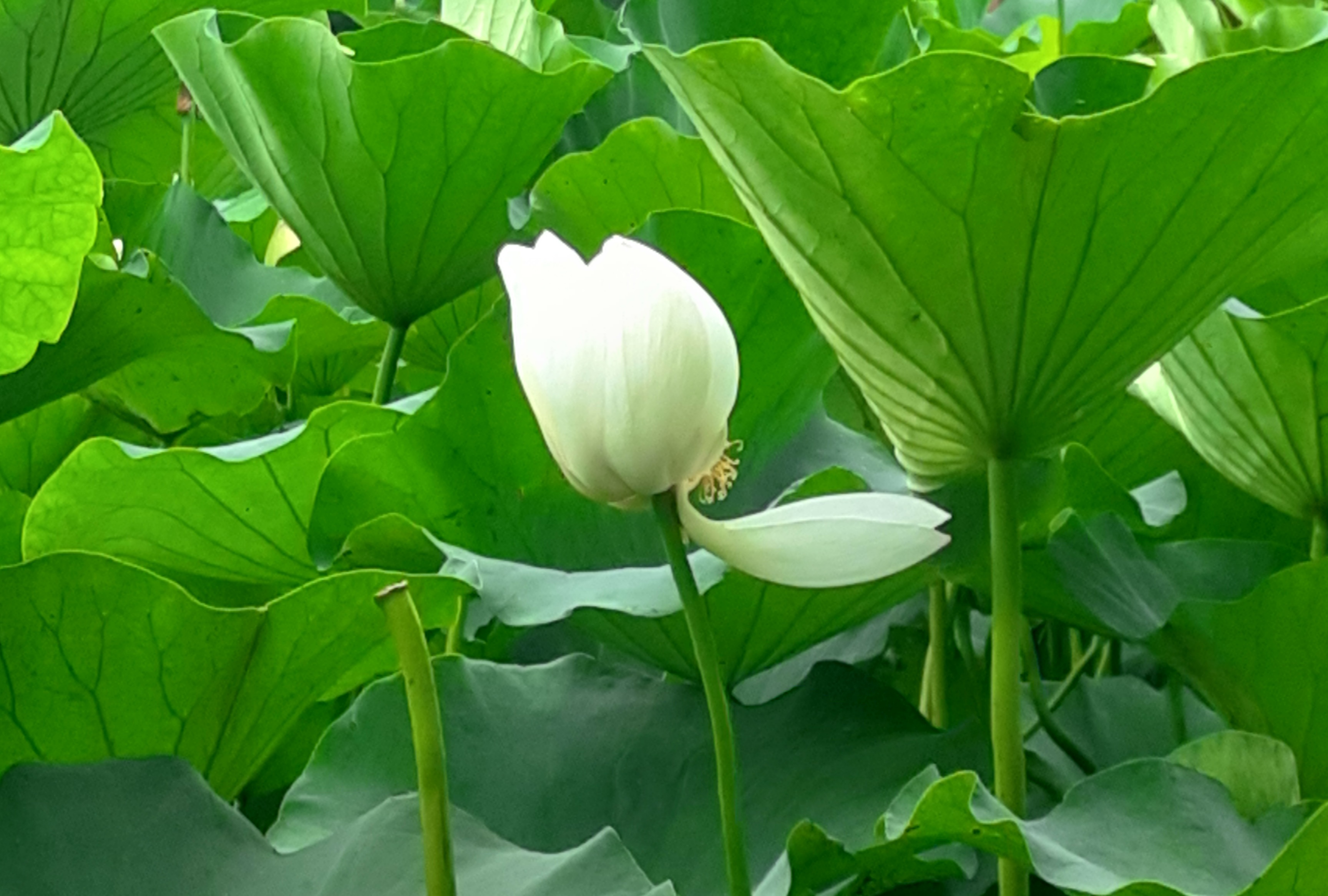 一一风荷举翻译,一一风荷举全诗