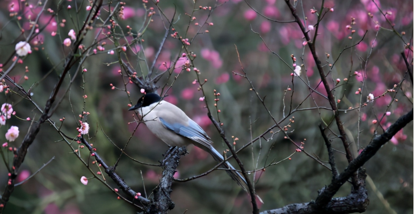 立春是否意味着春天已正式开始了,今天立春是什么时间到什么时间