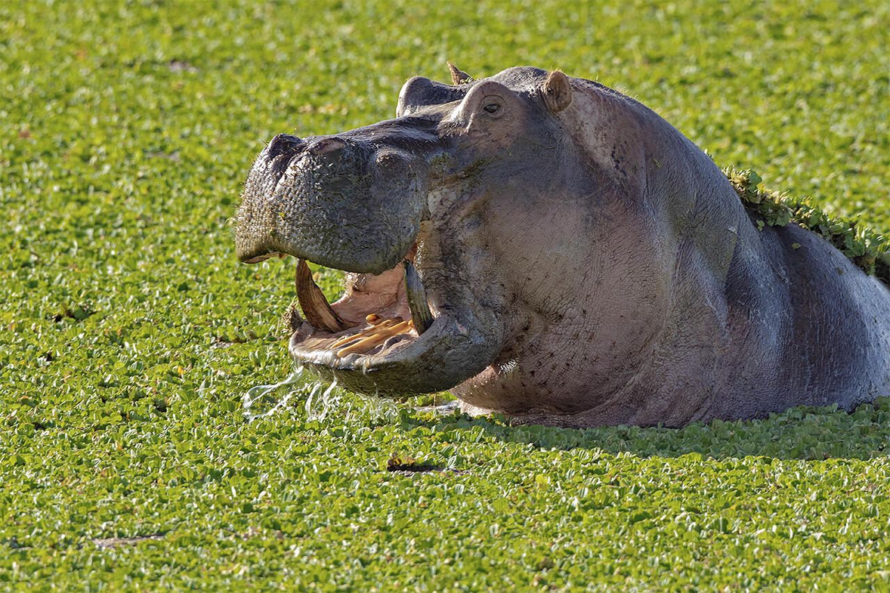 缇庡浘娆ｈ祻鍚儏鑴夎剦,缇庡浘ai娣峰壀