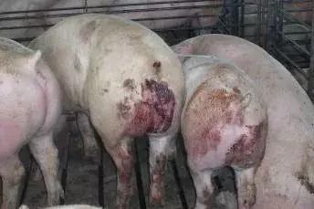 猪增生性回肠炎临床症状,圆环引起中大猪的增生性肠炎