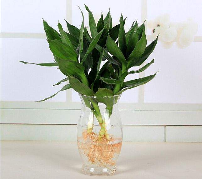 十种像文竹一样的植物,类似竹不叫竹的绿植都有什么