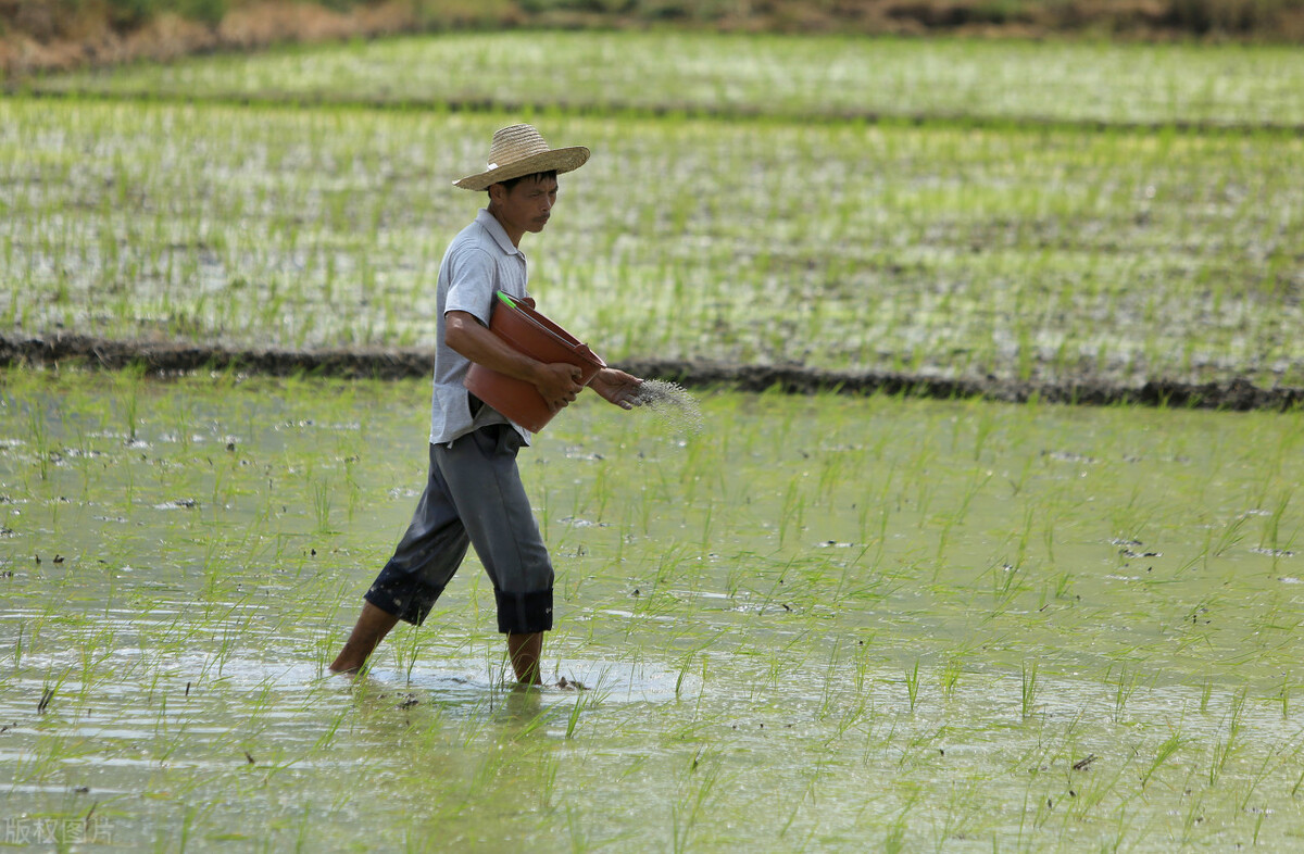 乡情散文种桑养蚕,乡情散文创意