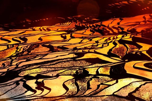 什么是云南品种,什么是云南的特色