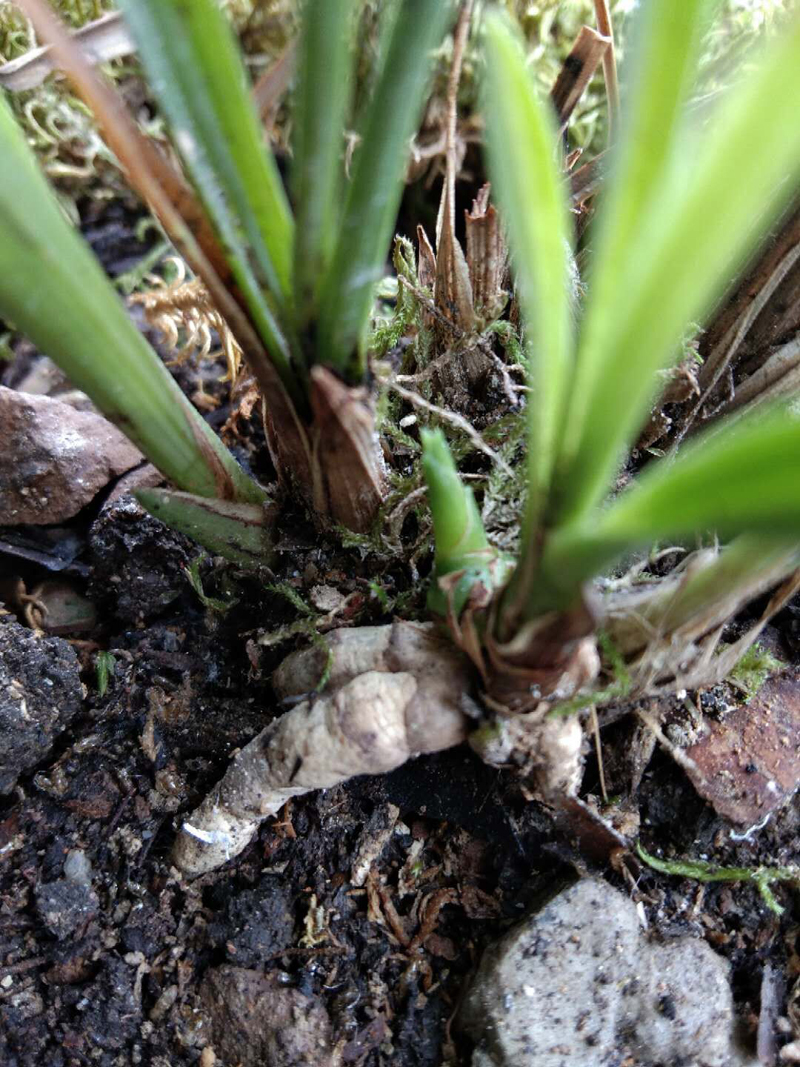 春兰素种,春兰素心哪个最值得养