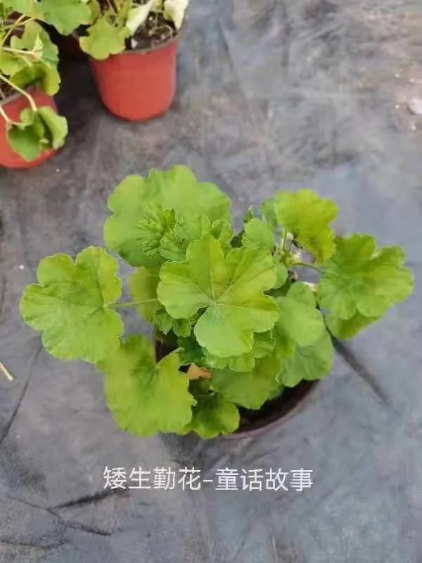 垂吊天竺葵哪些品种容易爆花,天竺葵羊宝和糖果双色哪个更爆花