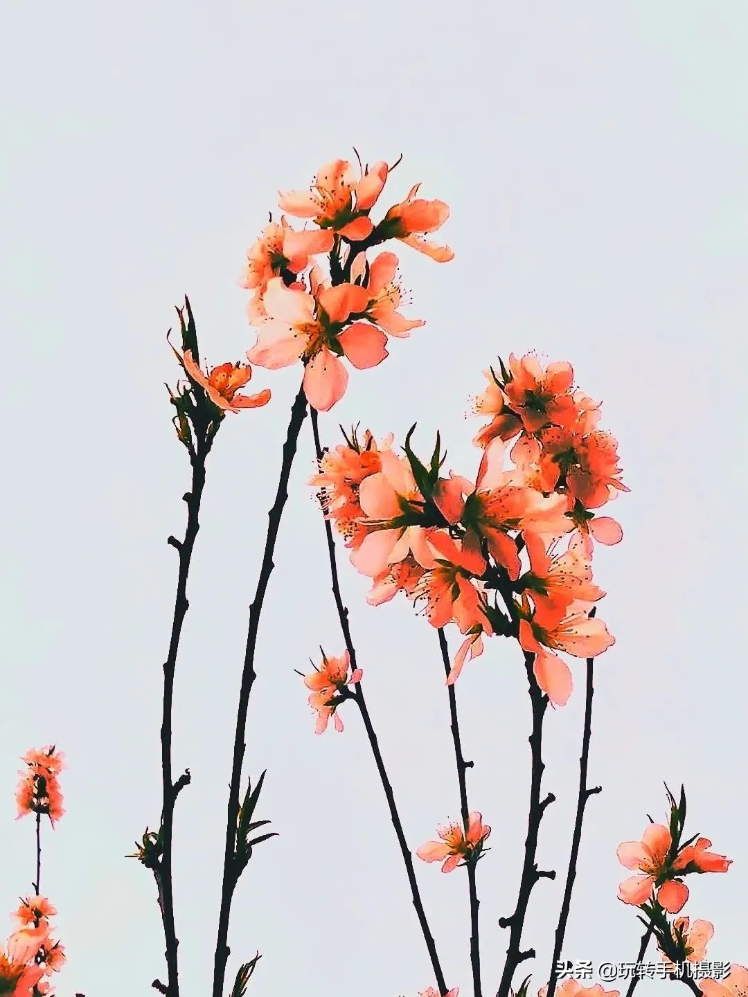 曲线调色的方法和技巧,如何进行曲线调色