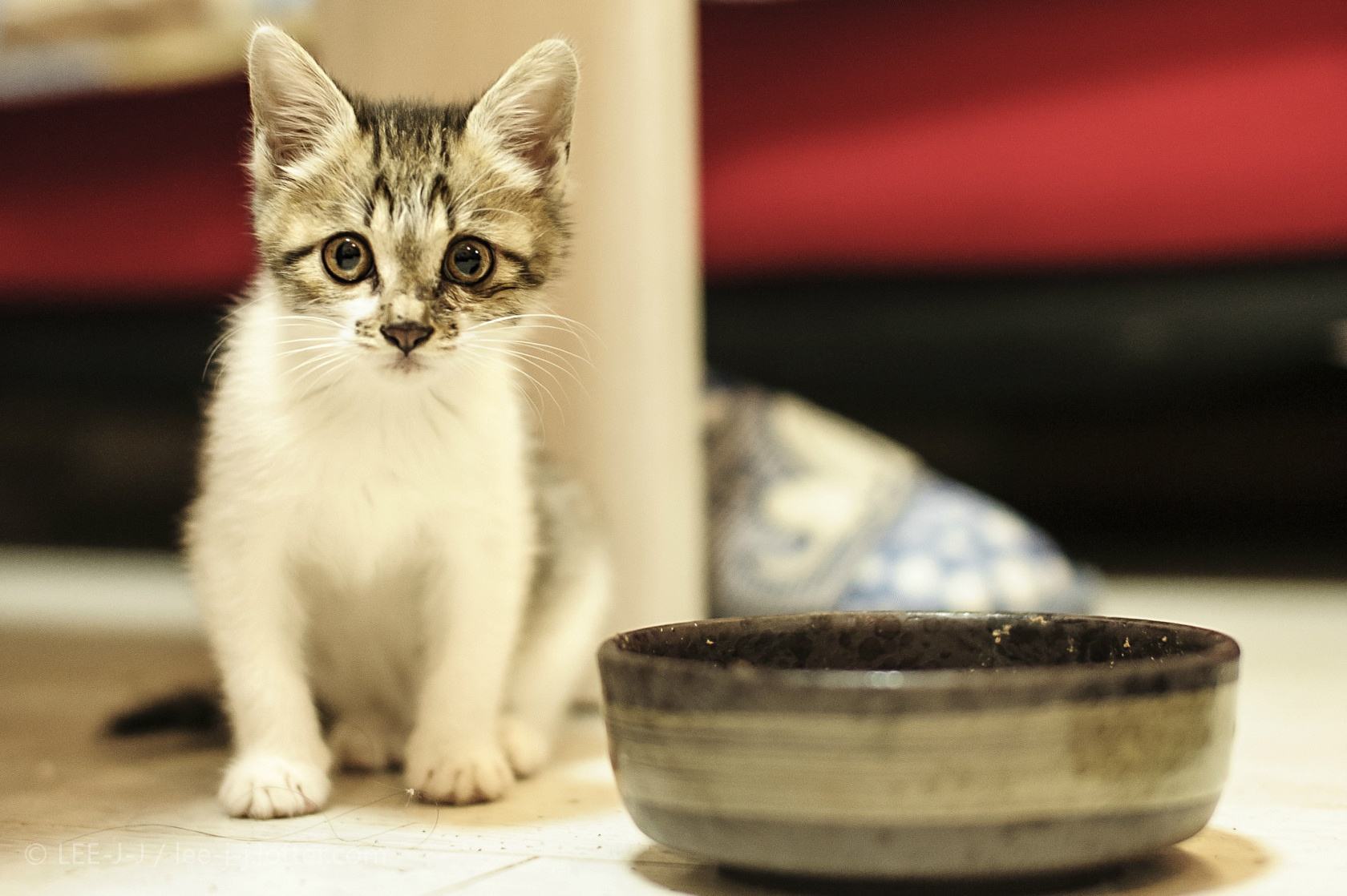狗能吃含有牛磺酸的食物,狗吃猫粮会有什么后果