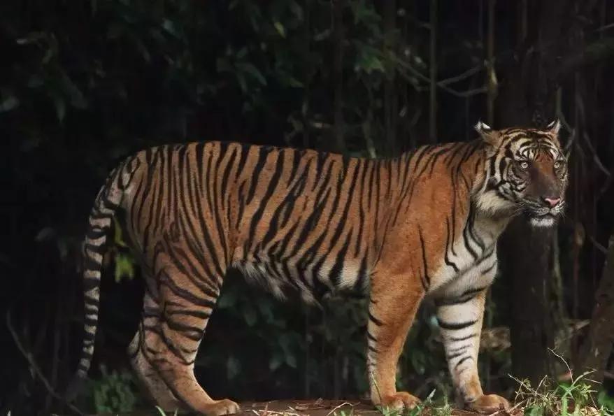 几只猛犬能打败一只老虎,能打败老虎的猛犬