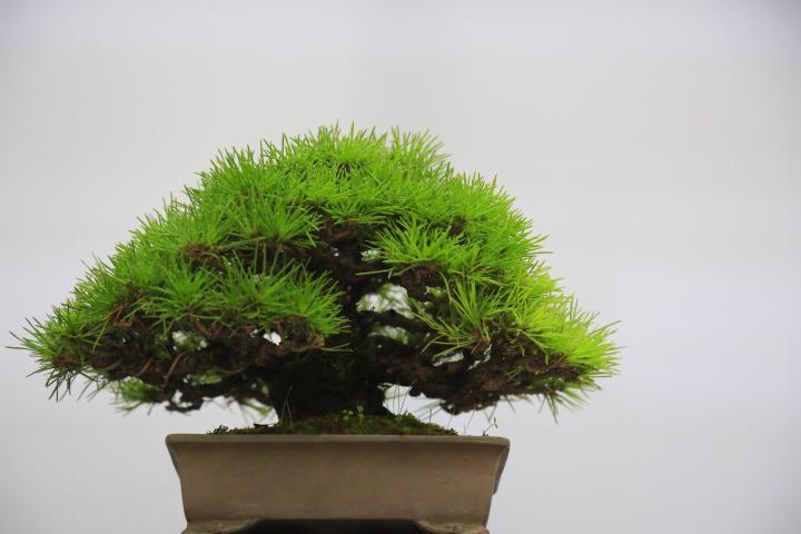 雀梅高压生根盆景制作方法,现在天气高压树桩盆景会不会生根