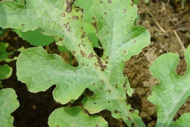 西瓜细菌性叶斑病打什么药好得快,西瓜细菌性叶斑病