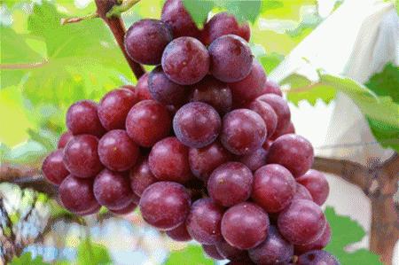 葡萄是大颗粒好还是小颗粒好,葡萄大粒无籽甜度对比