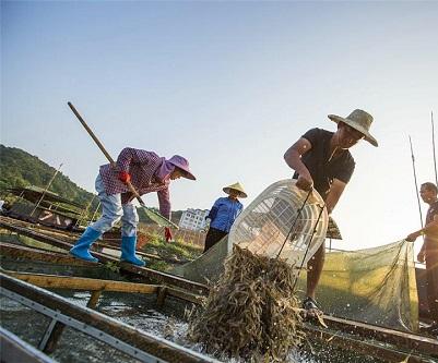 对虾养殖饲料长期投放过量,水产养殖对虾常见问题