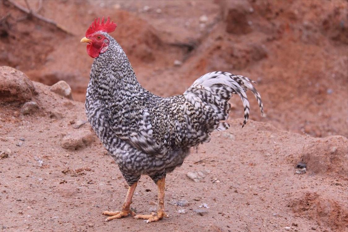 最好吃的土鸡品种排名,哪一品种土鸡最好养最好吃