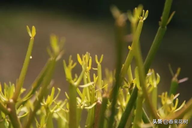 光棍树养殖方法,招财光棍树怎么样扦插