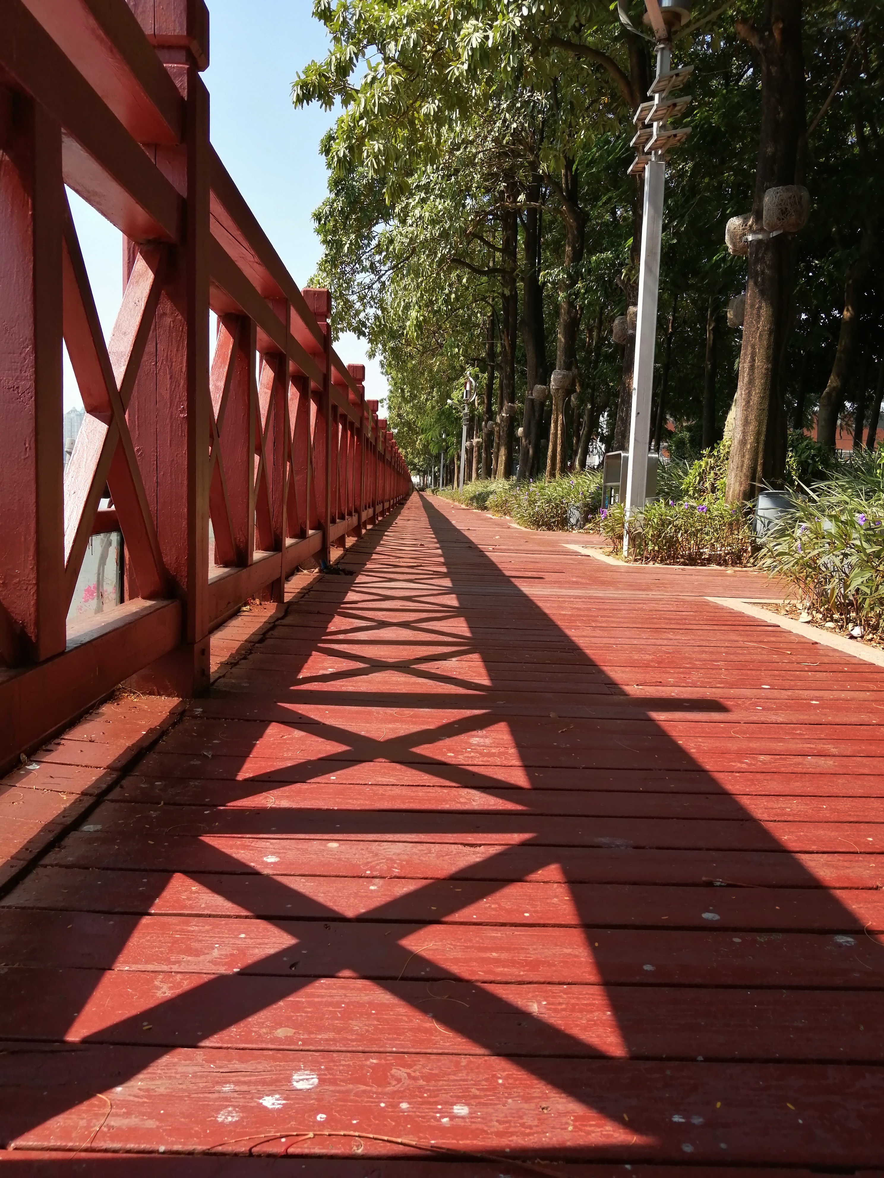 广州海心沙亚运公园广州塔格桑花,游广州海心沙公园
