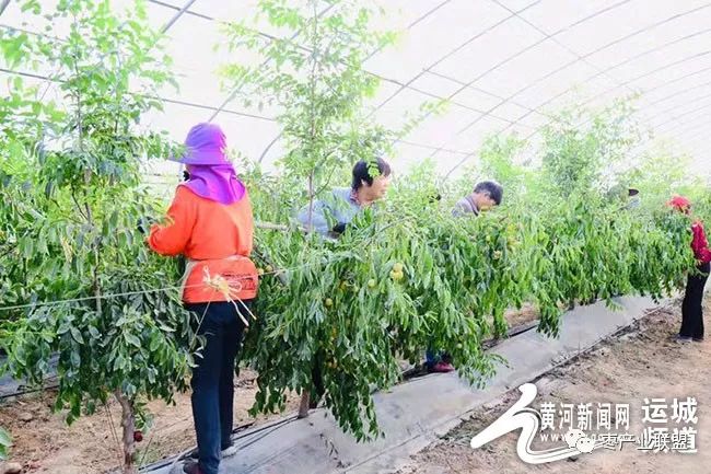 有机冬枣红满天