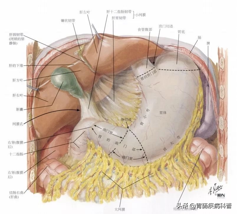 腹部消化系统解剖图谱,小儿消化系统解剖图谱