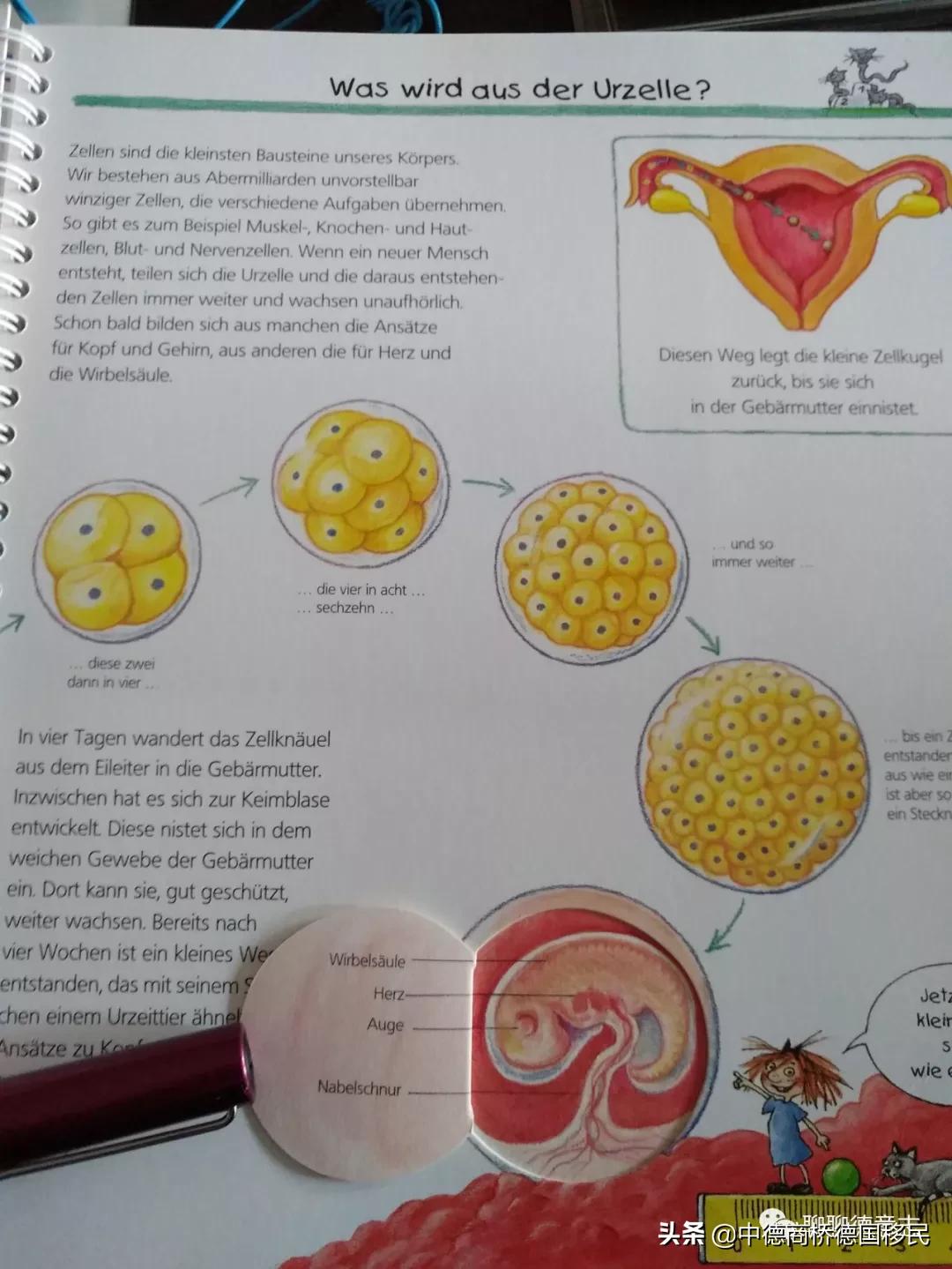 德国性教育绘本,德国儿童性教育