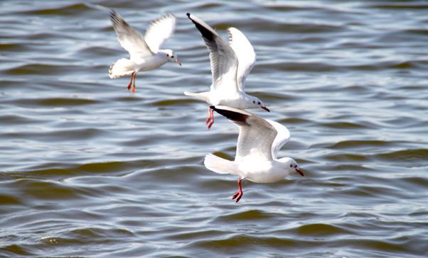塘沽临港公园游玩攻略,塘沽海滨浴场游玩攻略