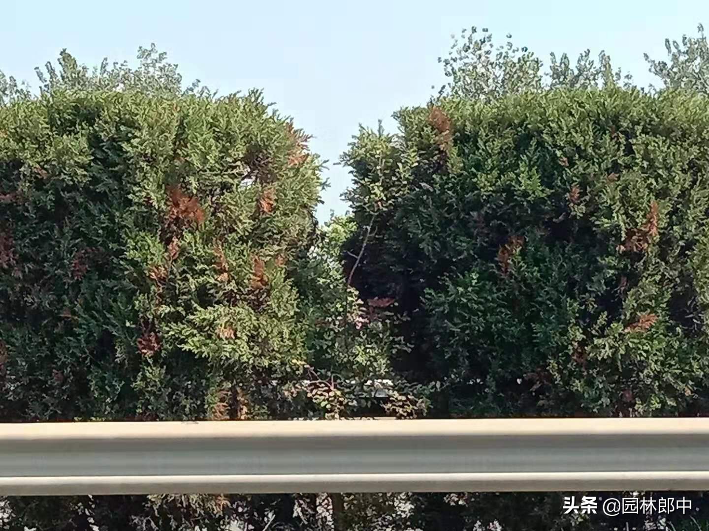 柏树叶子发白什么原因,柏树春天发黄落叶是怎么回事