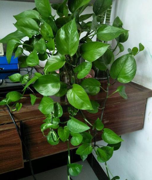 春天绿萝怎么养从以下几点入手,春天家里养绿萝7天喷一次叶面肥