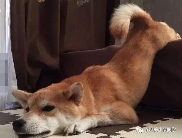 哪里能买到纯的柴犬,哪里可以买到正宗的柴犬