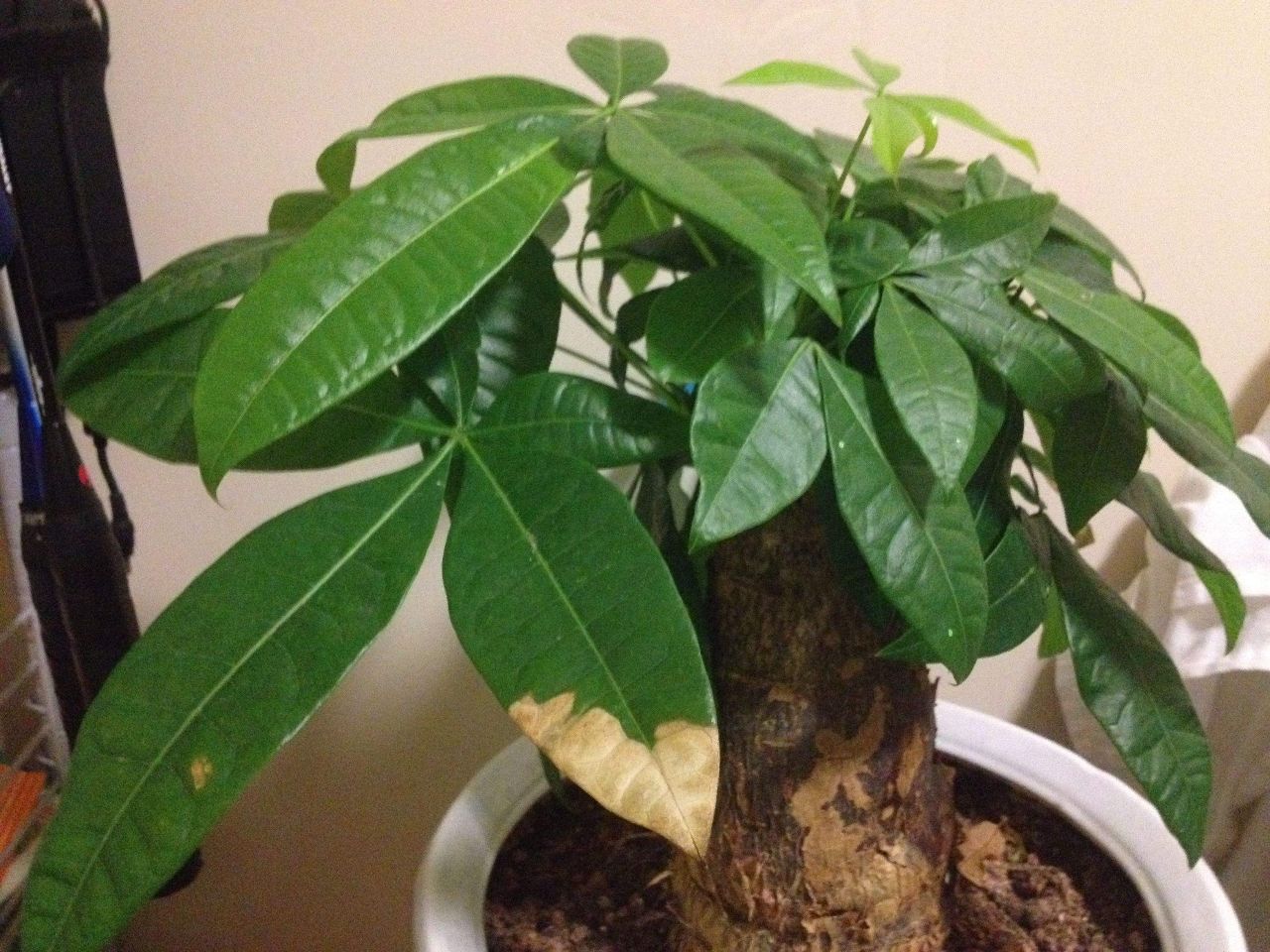 发财树叶片变黄怎么回事,发财树叶片发黄什么原因