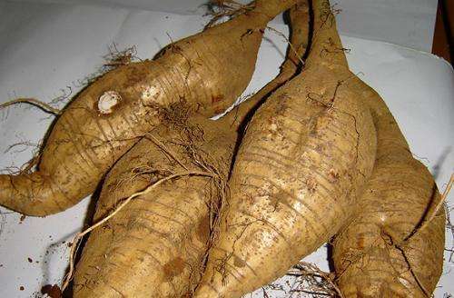 农村山上长的葛根能做药材吗,农村的一种野草根像人参