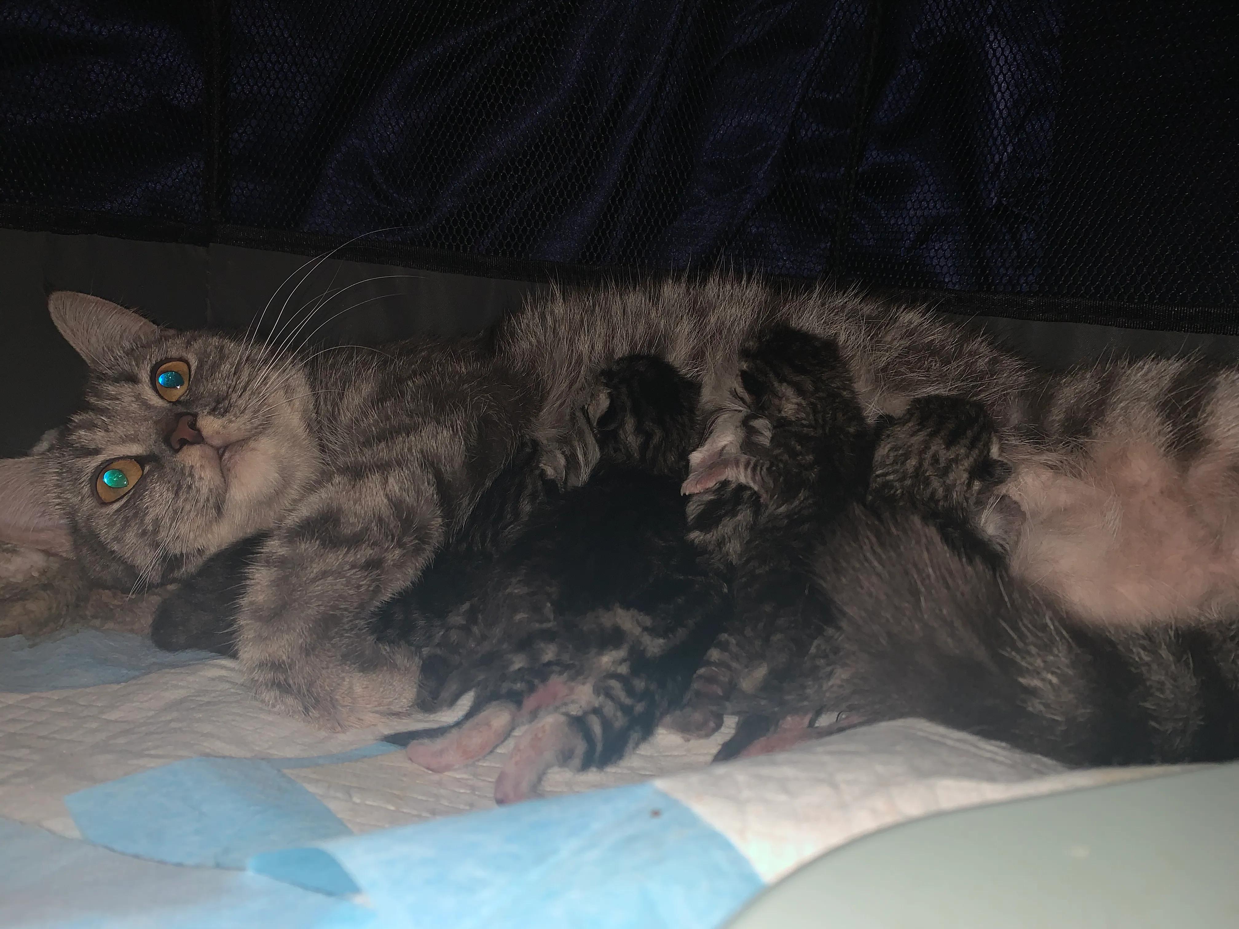 猫咪产前催奶,猫咪产前补什么