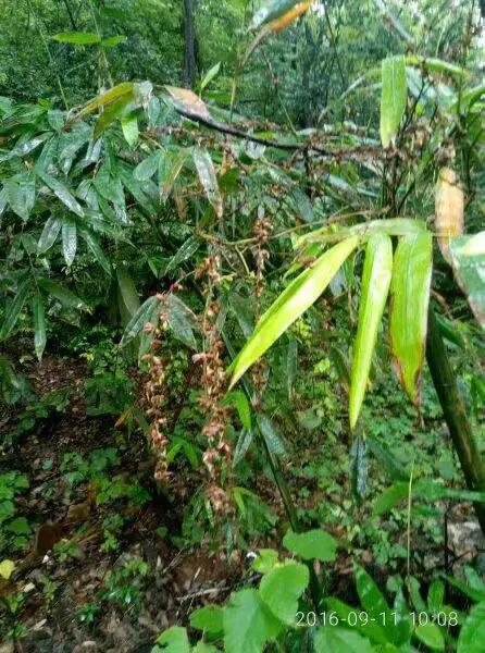 竹子开花，百年难遇的奇闻怪事，生命的最后绽放