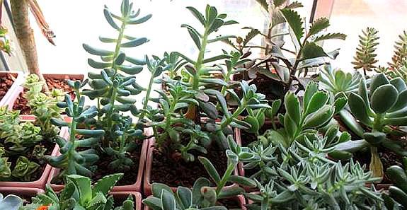 多肉徒长的最佳方式,多肉徒长了怎么整理