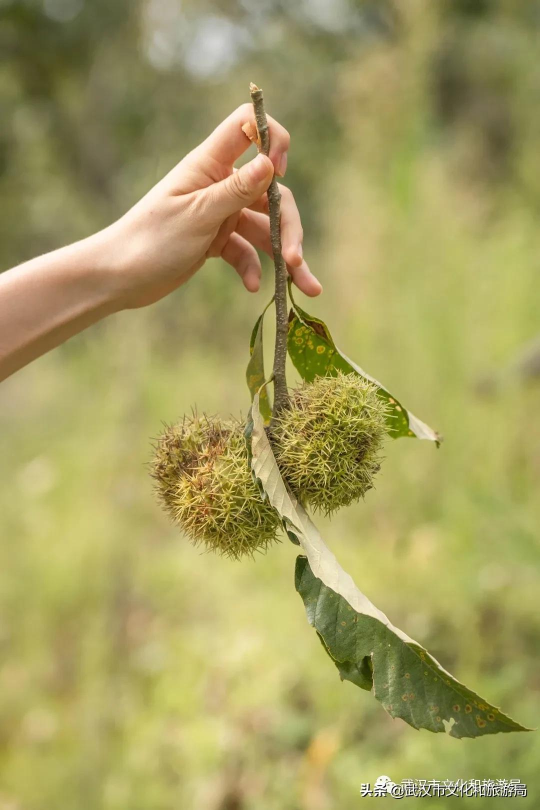 板栗葡萄采摘园,板栗桠葡萄采摘园
