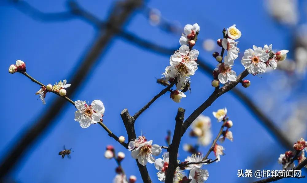 于志刚被逮捕！邢台宁晋地震！天上惊现“金箍棒”！7月16日邯郸新闻早报