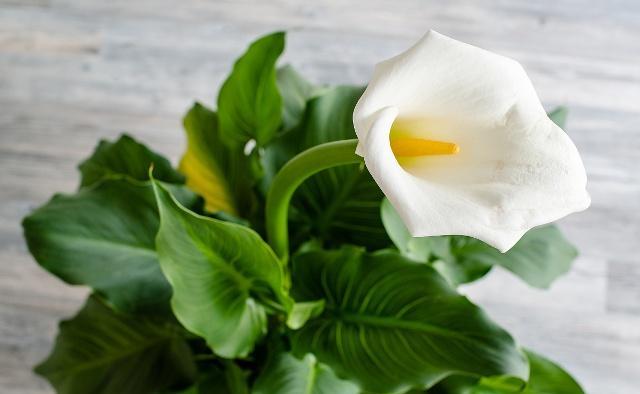 马蹄莲的养殖方法及注意事项,马蹄莲养殖方法与注意事项