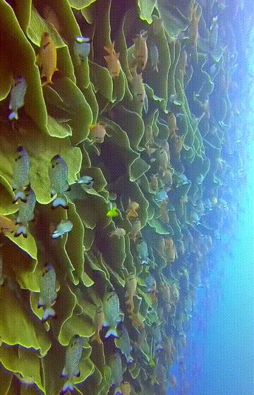 潜水圣地推荐帕劳,帕劳潜水旅游攻略