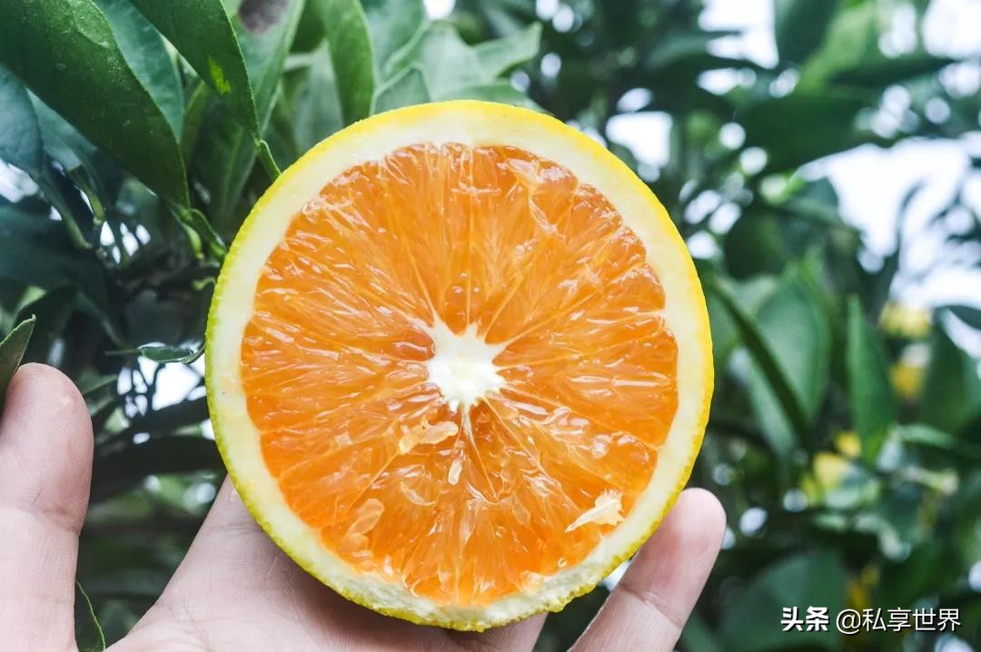 中国哪的橙子最出名,中国哪的橙子好吃产地排名