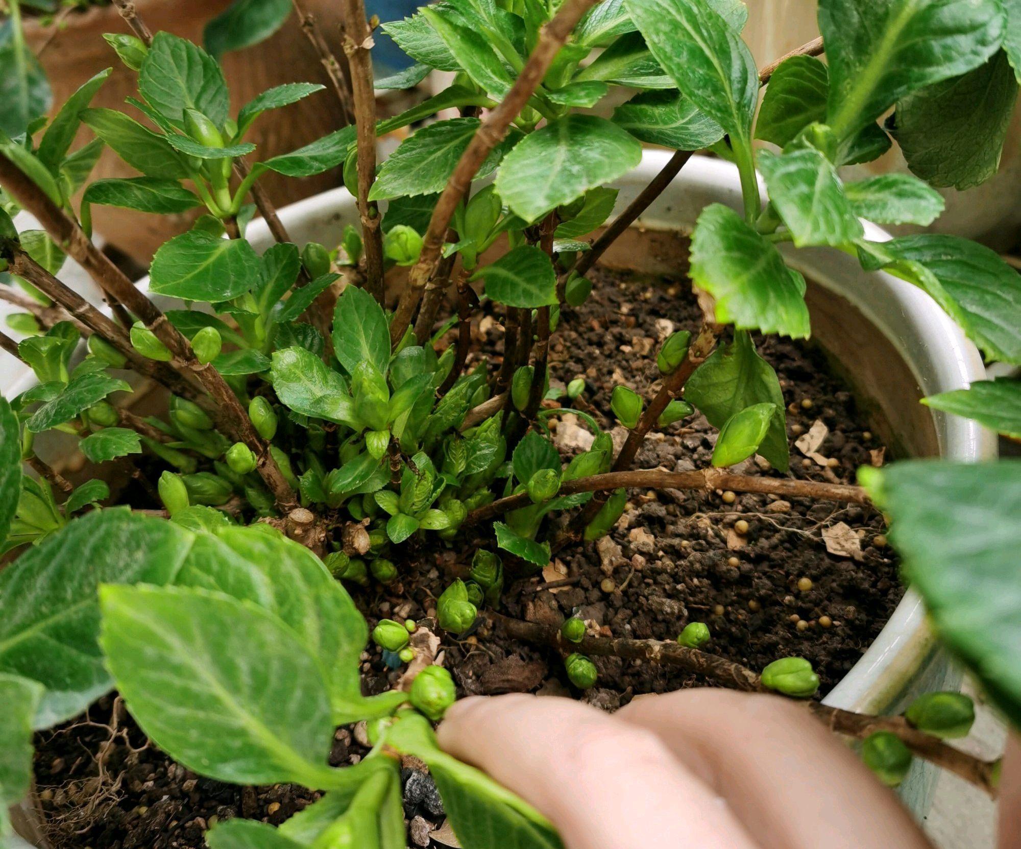 冬季供暖干燥养什么花,冬季严寒的花怎么养