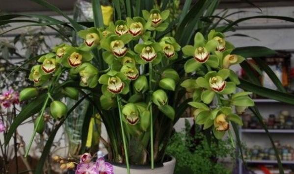 如何养殖大花蕙兰花苗,如何养殖大花蕙兰