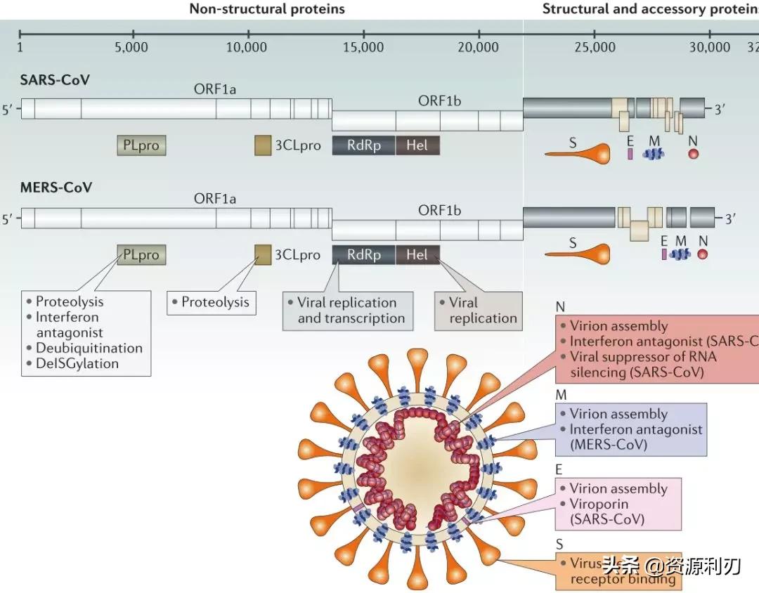 nature杂志新冠病毒,nature治疗新冠